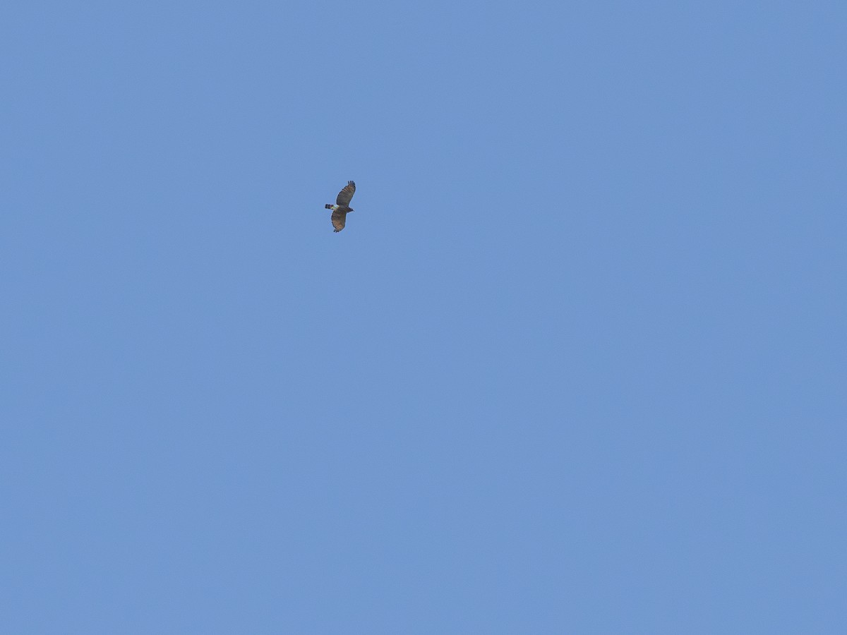 Roadside Hawk - ML647841323