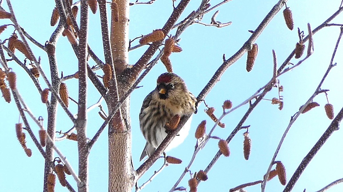 eBird Checklist - 30 Dec 2025 - Grey Rocks Conservation Area, Hebron ...