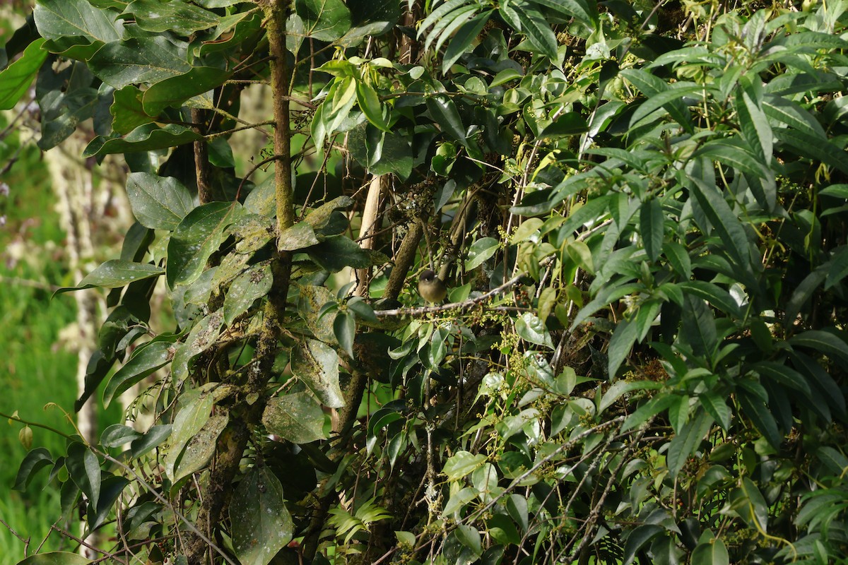 Піві-малюк чорноголовий - ML647841348