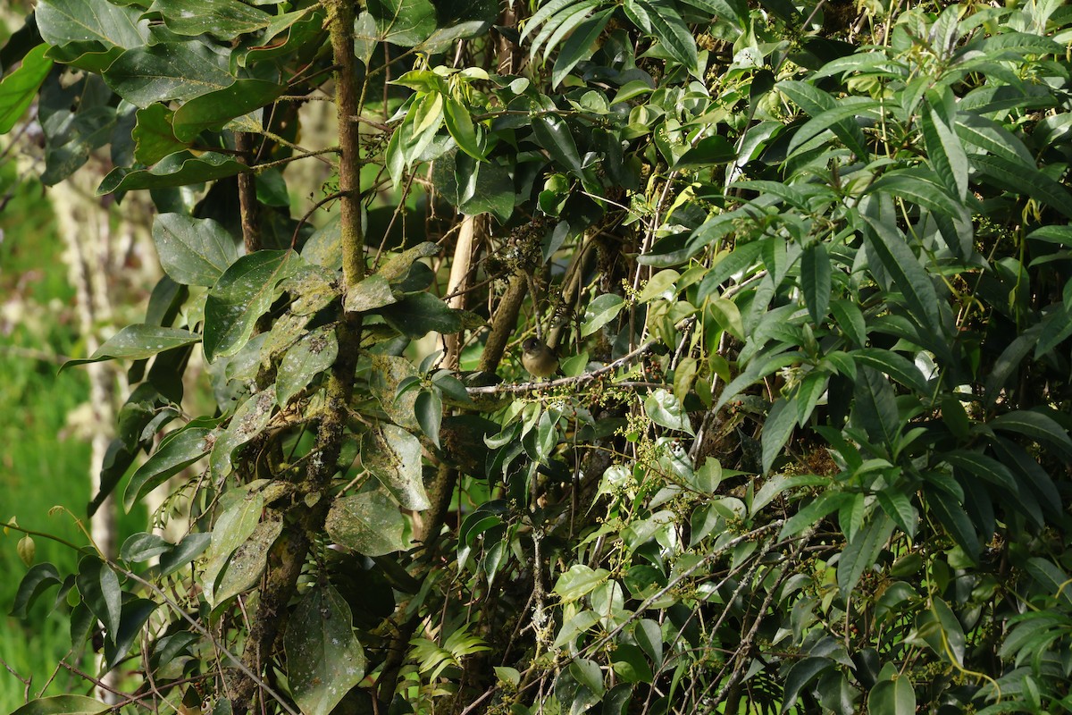 Піві-малюк чорноголовий - ML647841350