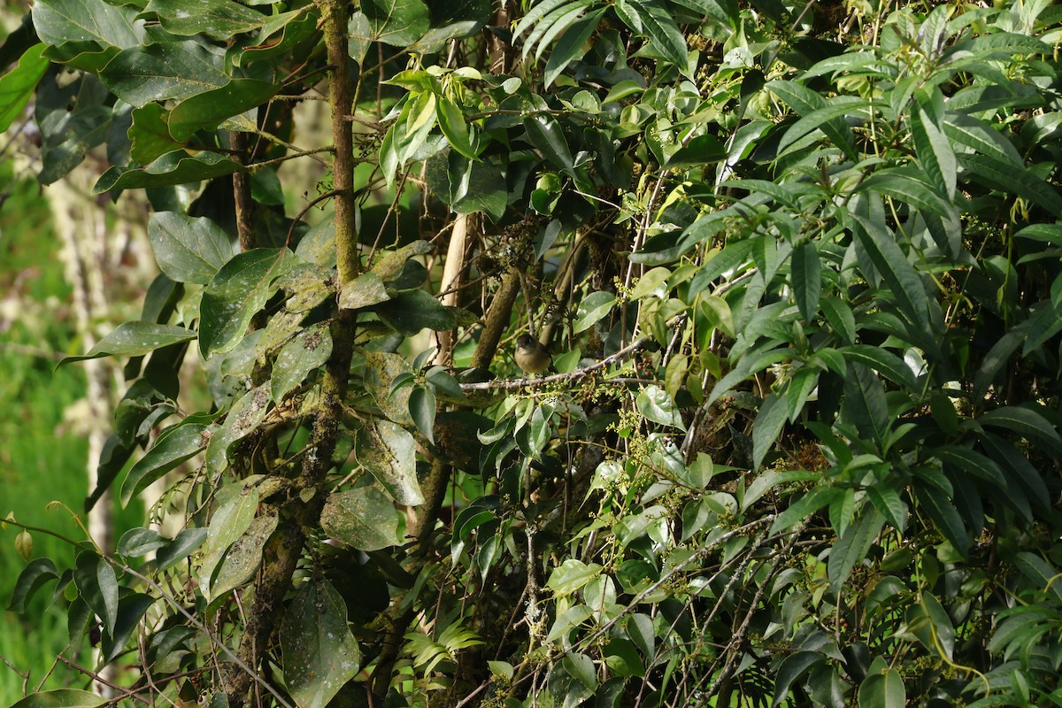 Піві-малюк чорноголовий - ML647841351