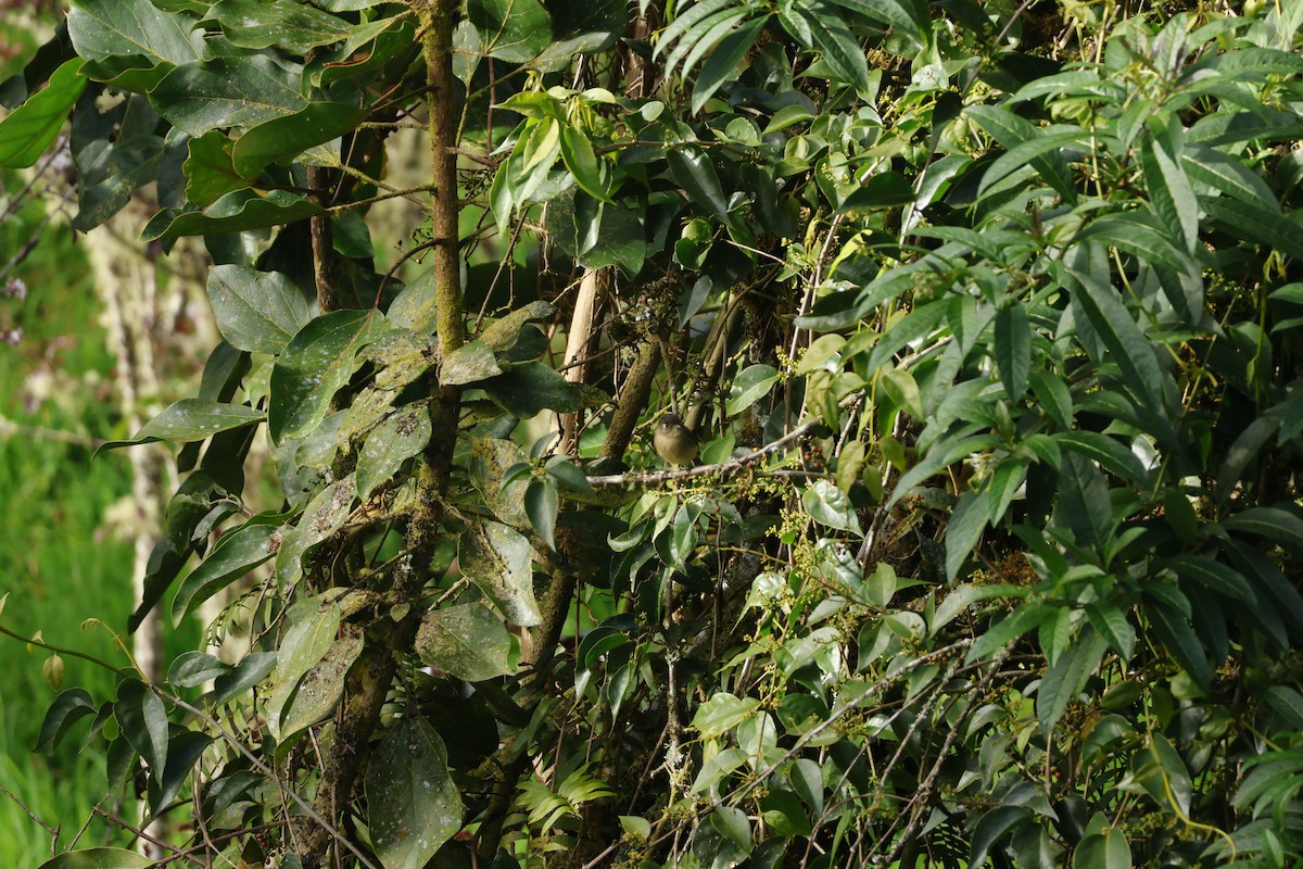 Піві-малюк чорноголовий - ML647841352