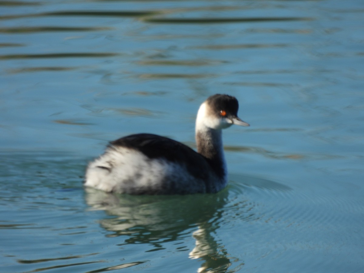 Grèbe à cou noir - ML647841361