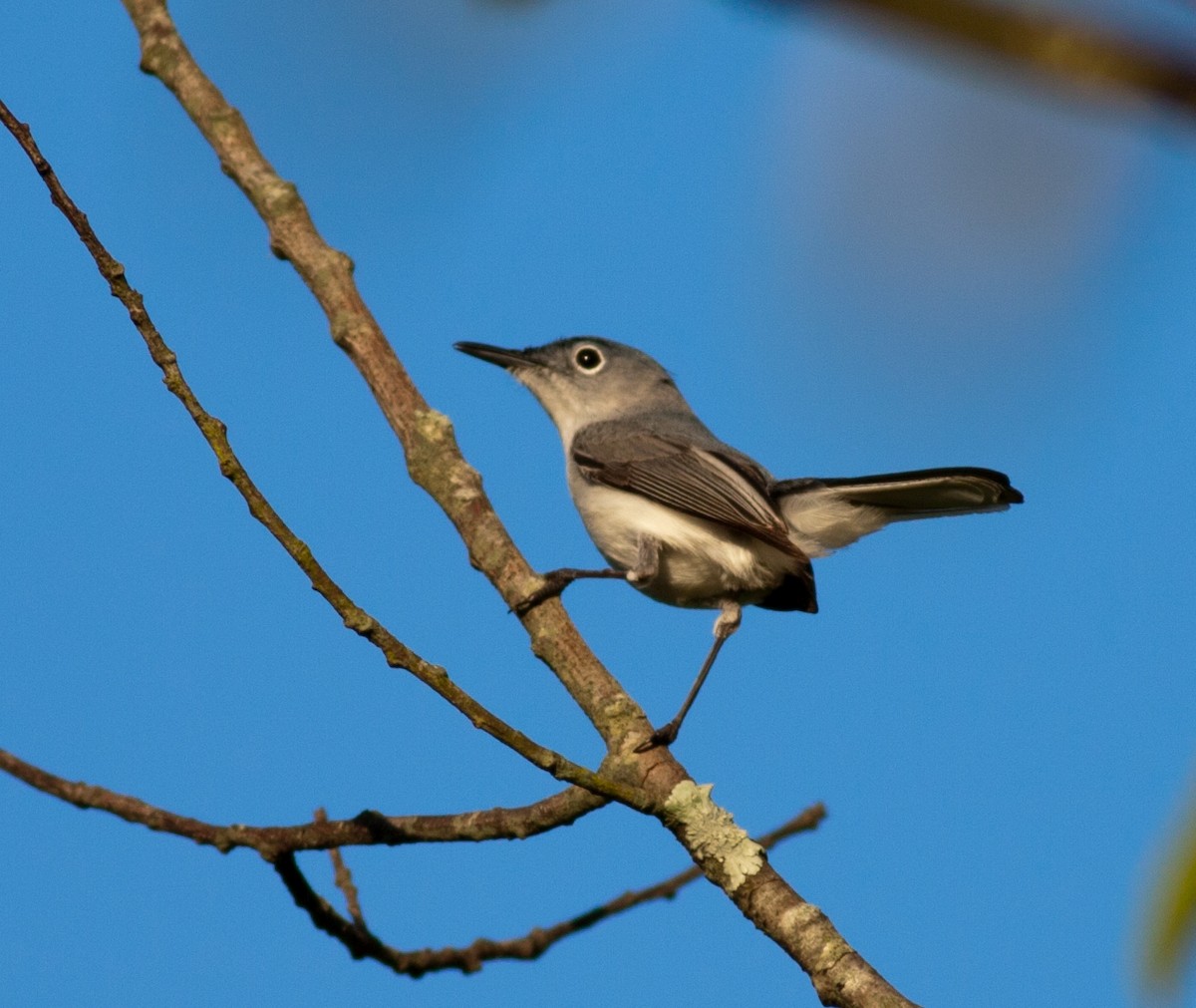 ブユムシクイ - ML647841372