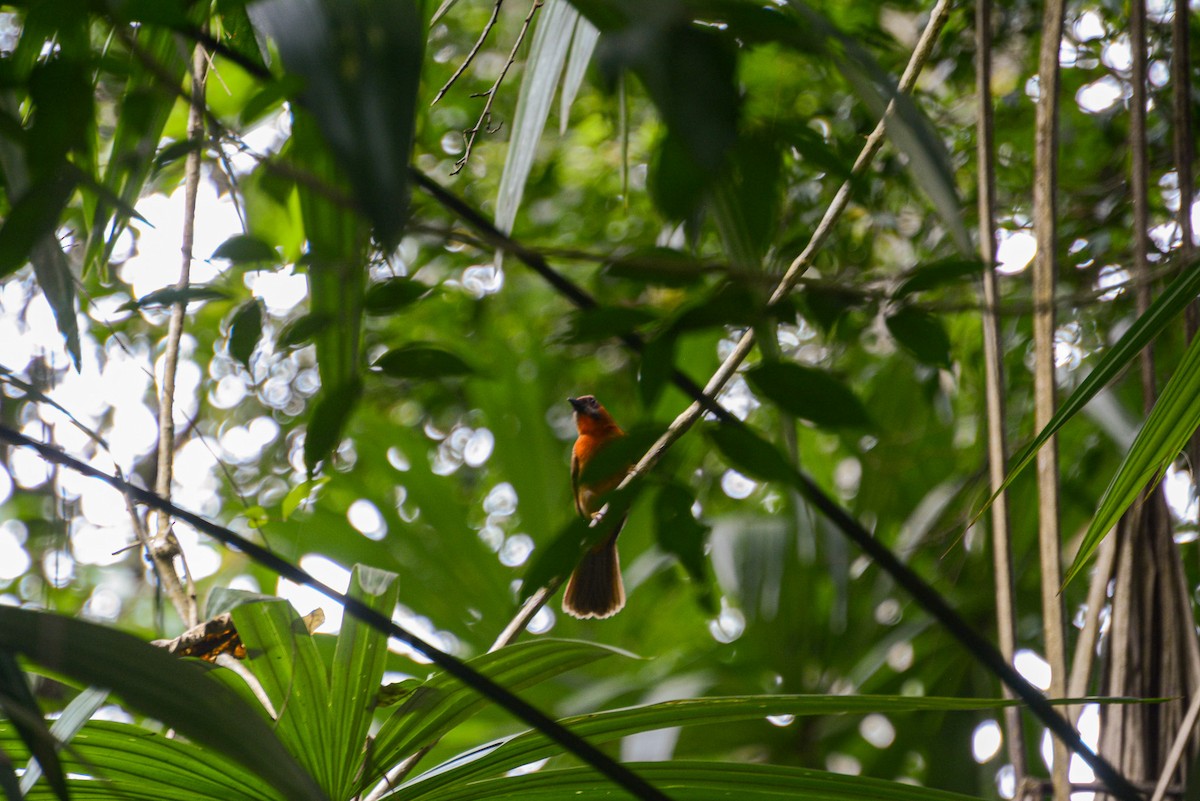 Red-throated Ant-Tanager - ML647841446