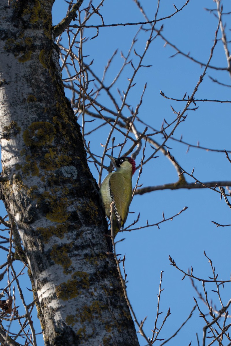 žluna zelená - ML647841458