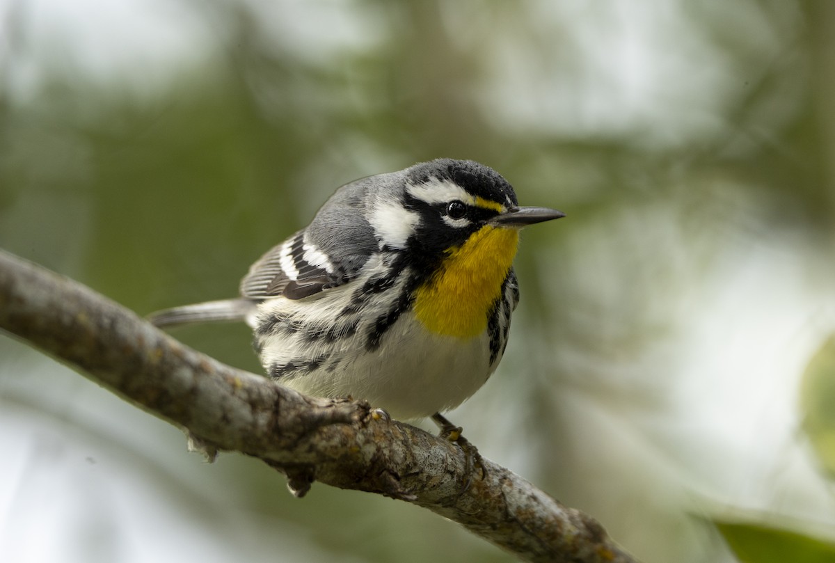 Paruline à gorge jaune - ML647841486