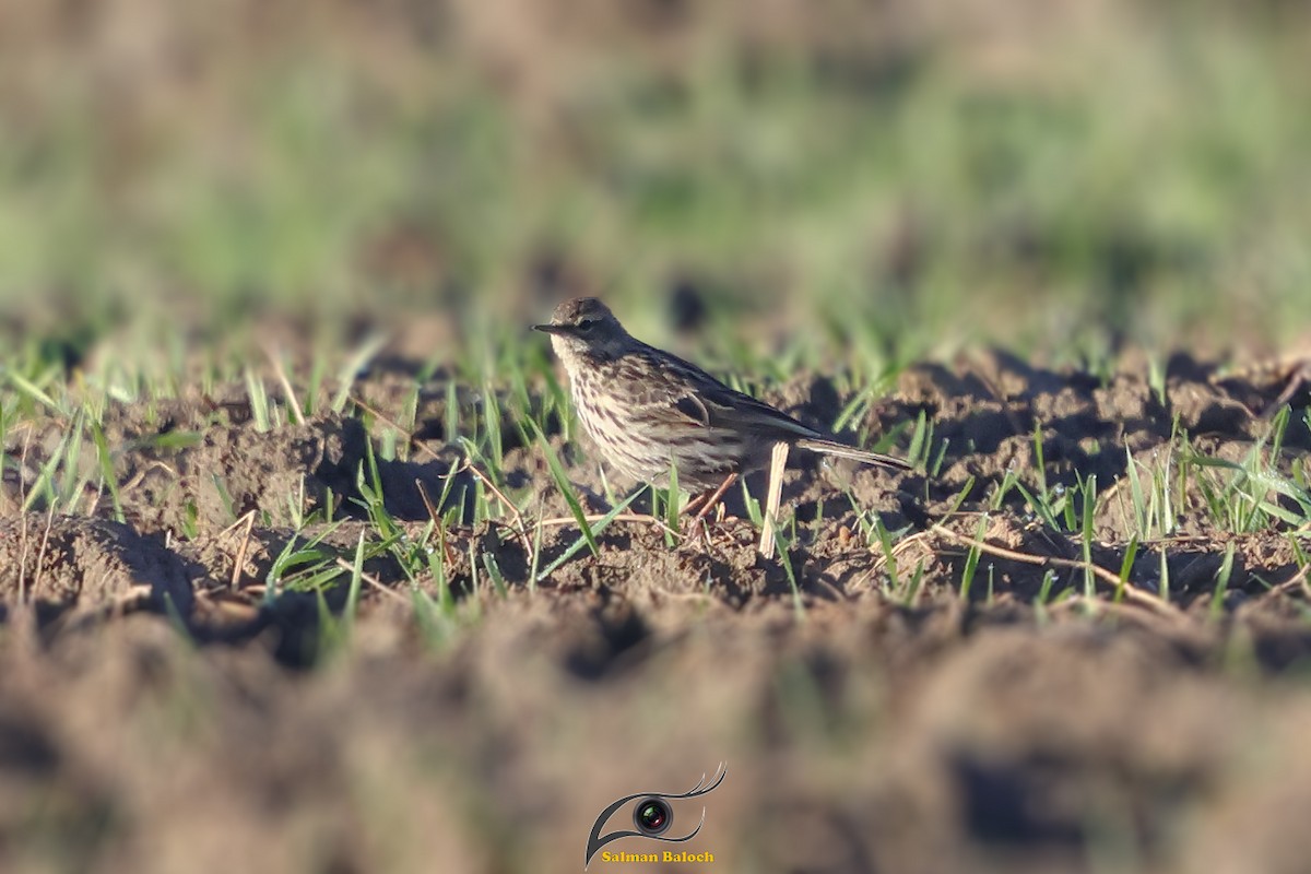 Rosy Pipit - ML647841502