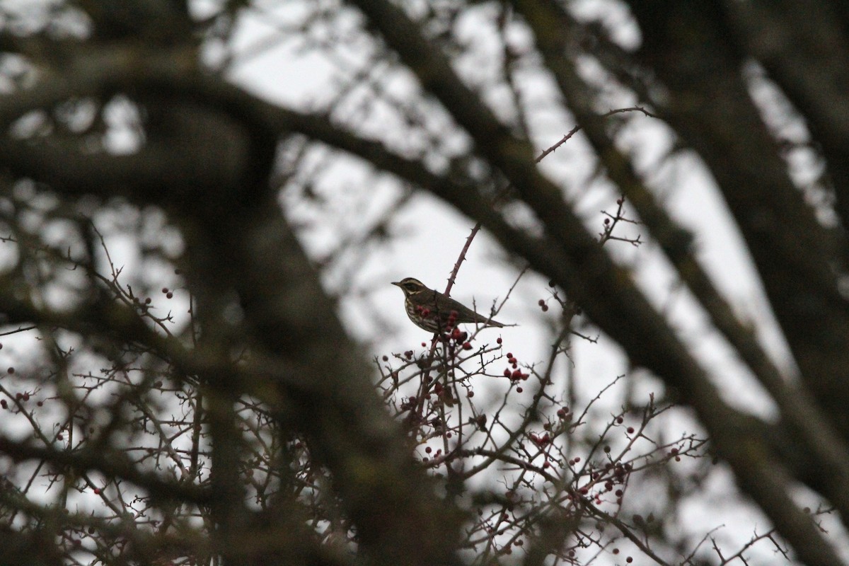 Grive mauvis - ML647841524