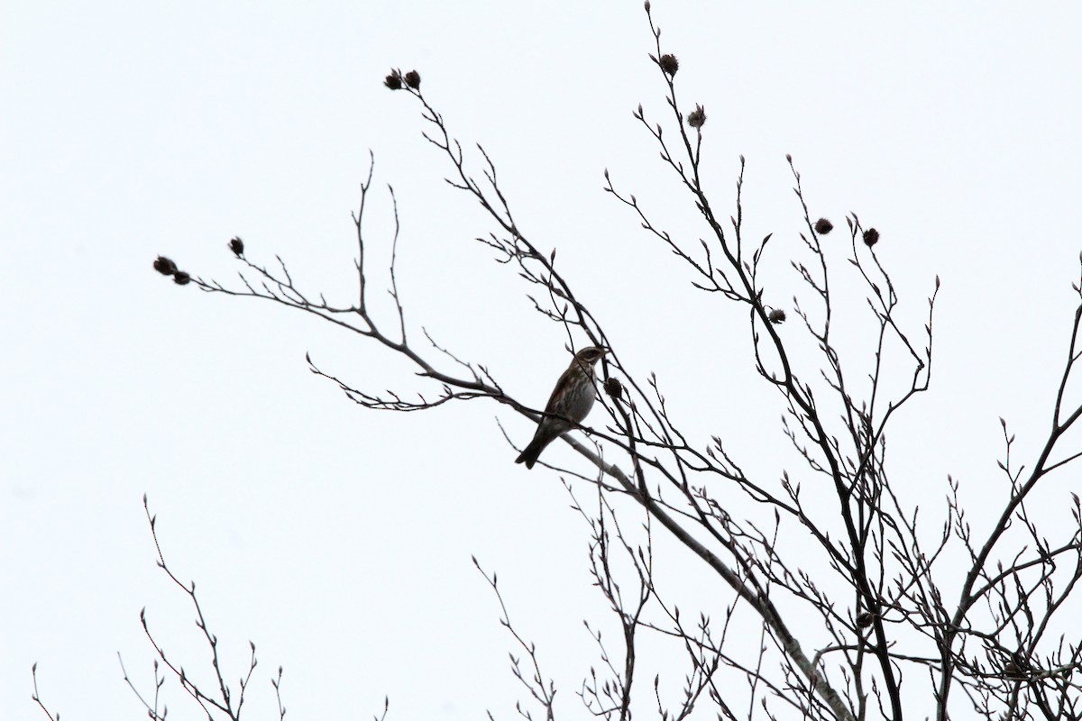 Grive mauvis - ML647841525