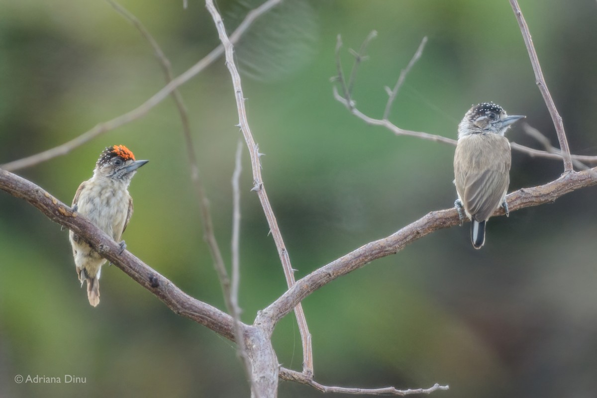 Picumne ocré - ML647841570