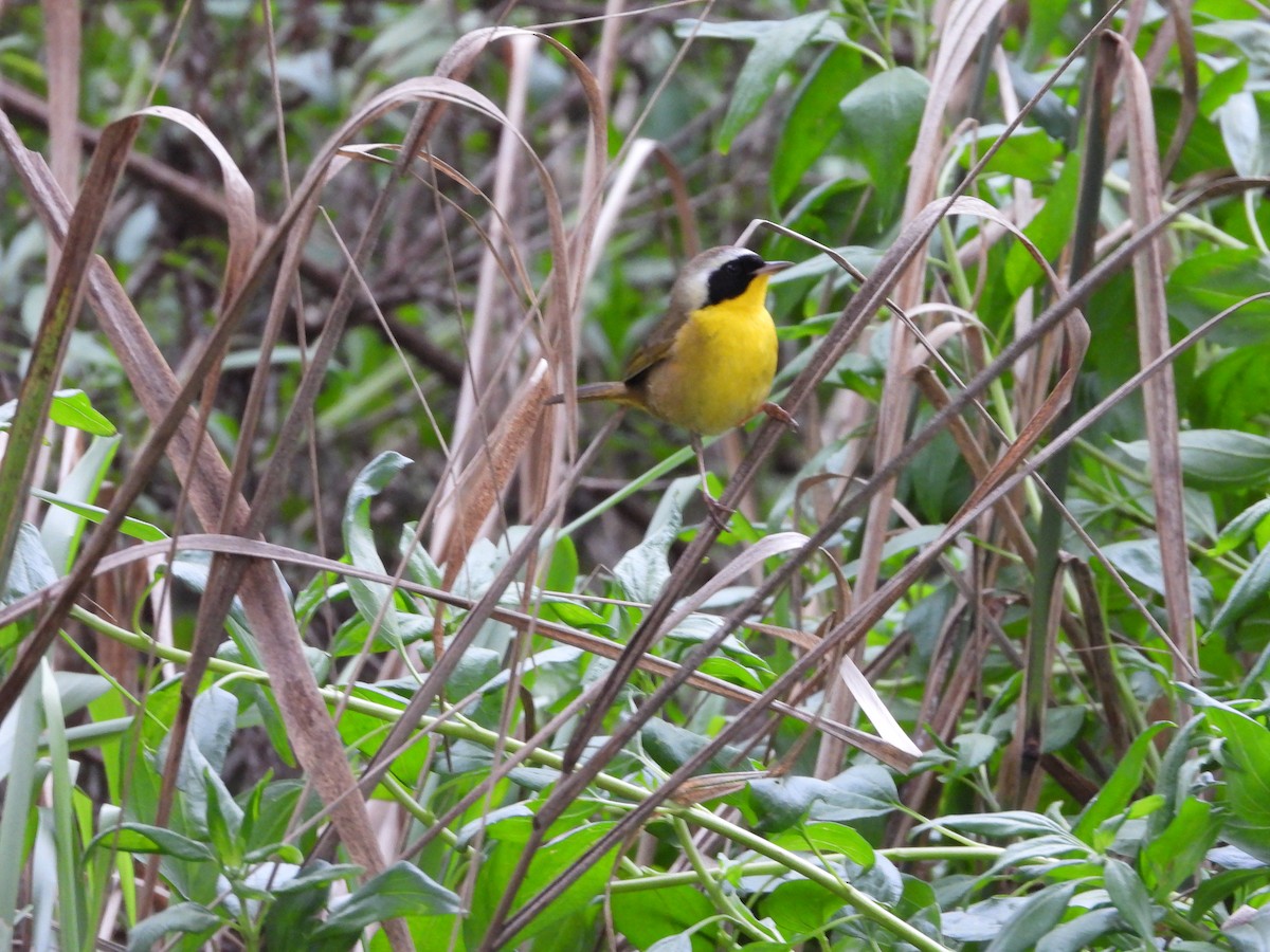Common Yellowthroat - ML647841600