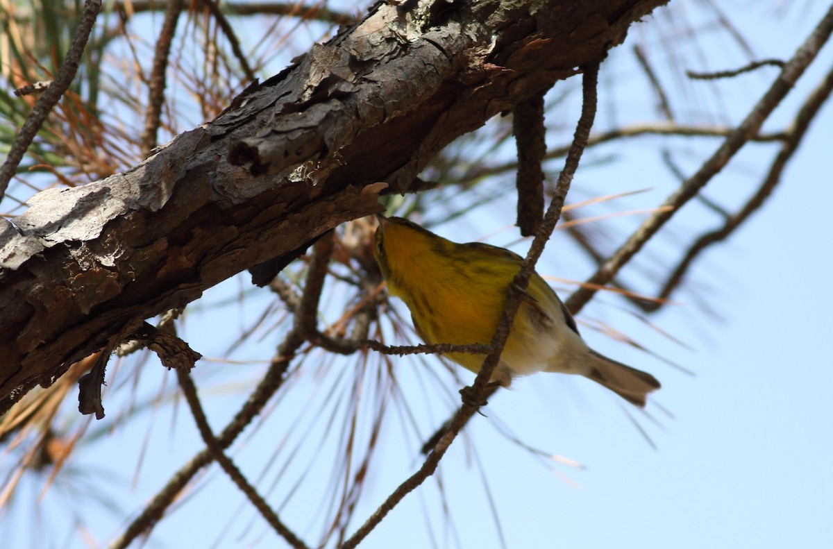 Pine Warbler - ML647841636