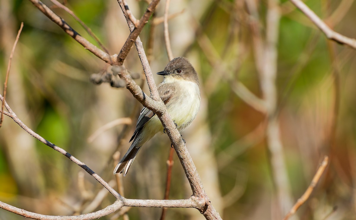 Mosquero Fibí - ML647841701