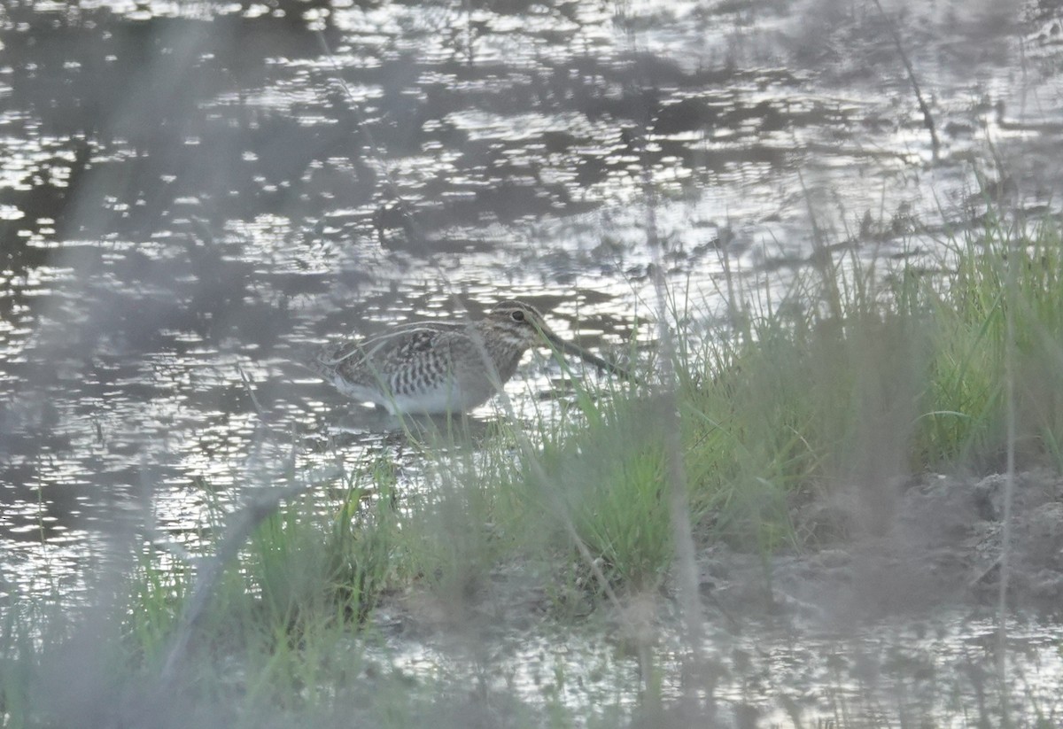 Wilson's Snipe - ML647841704