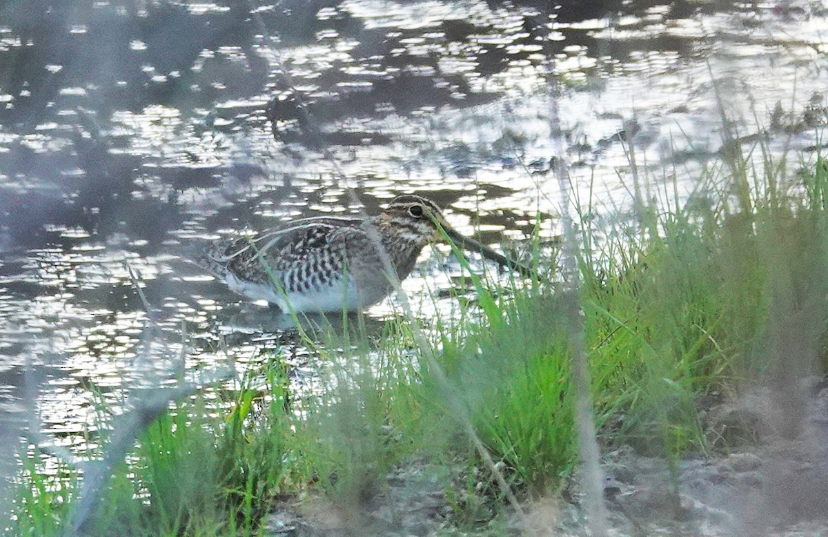 Wilson's Snipe - ML647841709