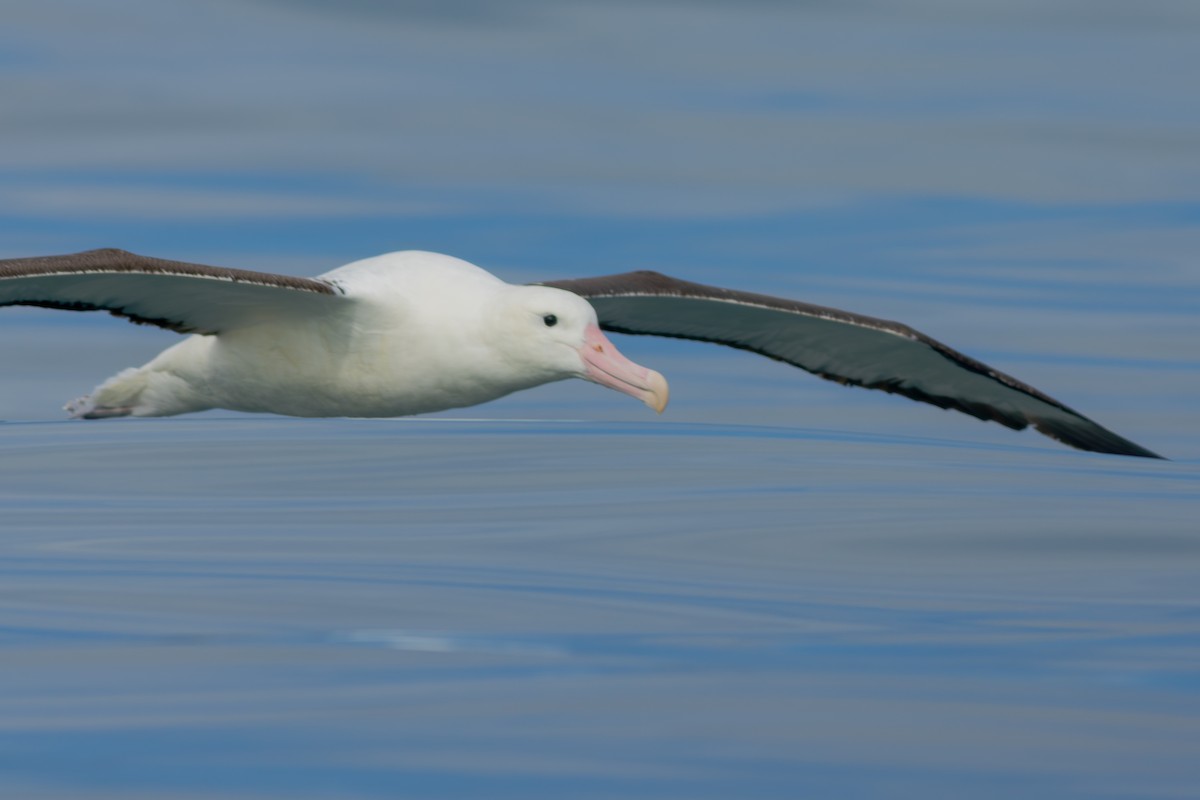 Iparraldeko albatros handia - ML647841769