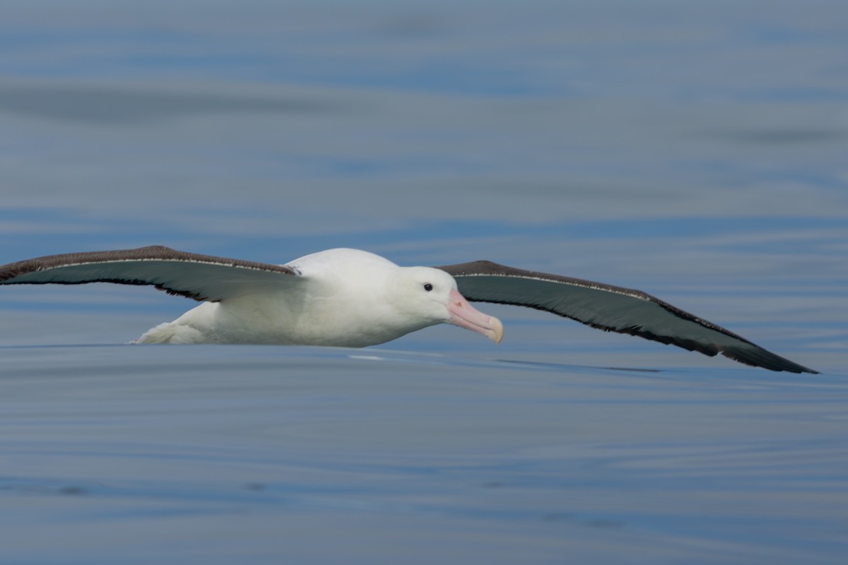 Iparraldeko albatros handia - ML647841770