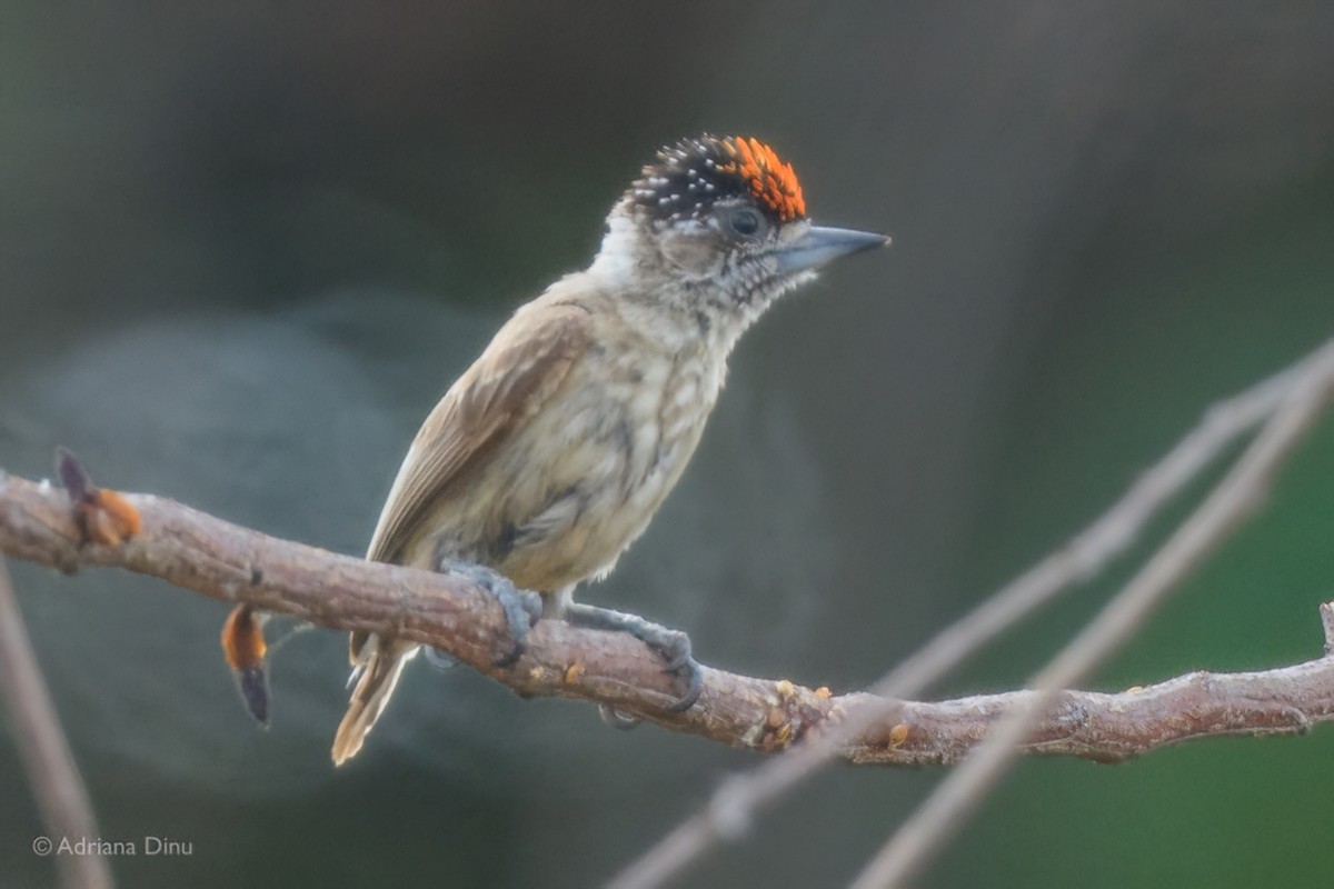 Picumne ocré - ML647841776