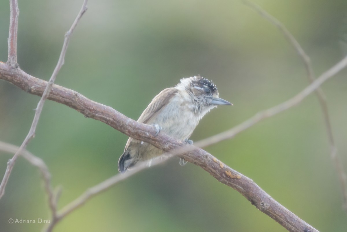 Picumne ocré - ML647841777