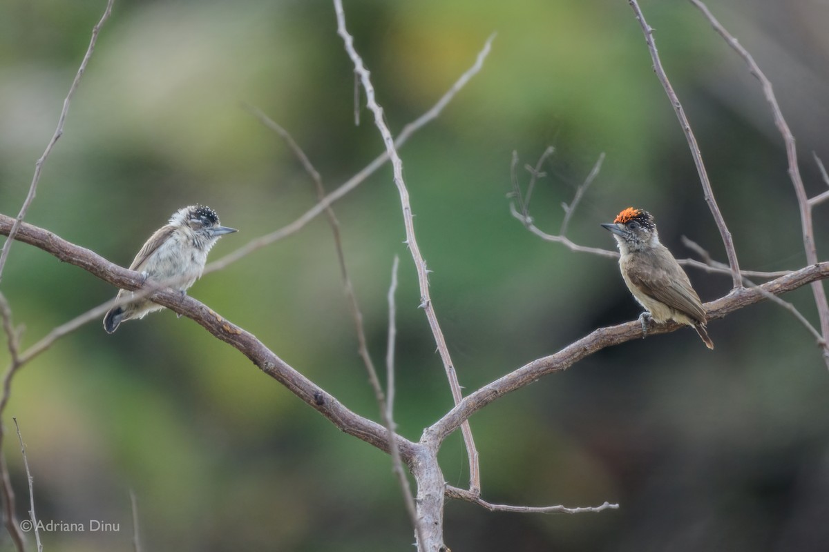 Picumne ocré - ML647841778