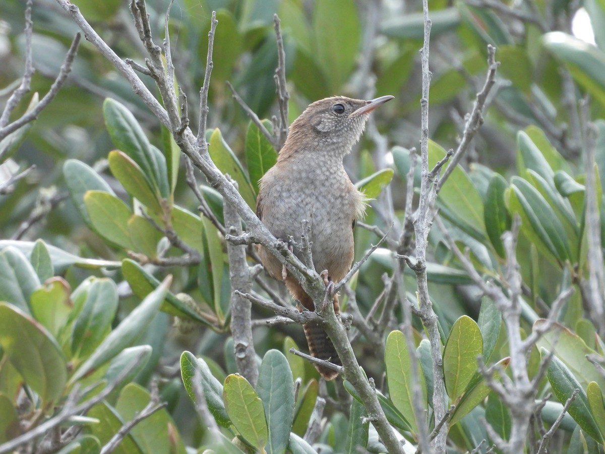Northern House Wren - ML647841799
