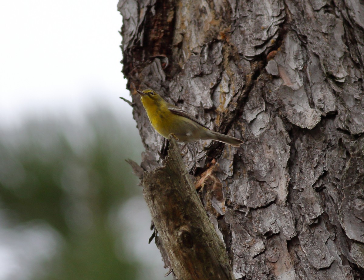 Pine Warbler - ML647841805