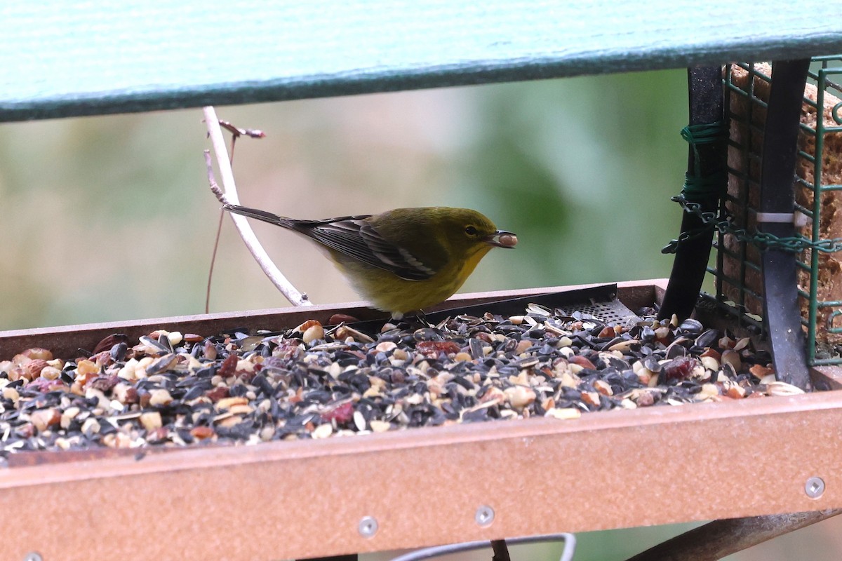 Pine Warbler - ML647841830