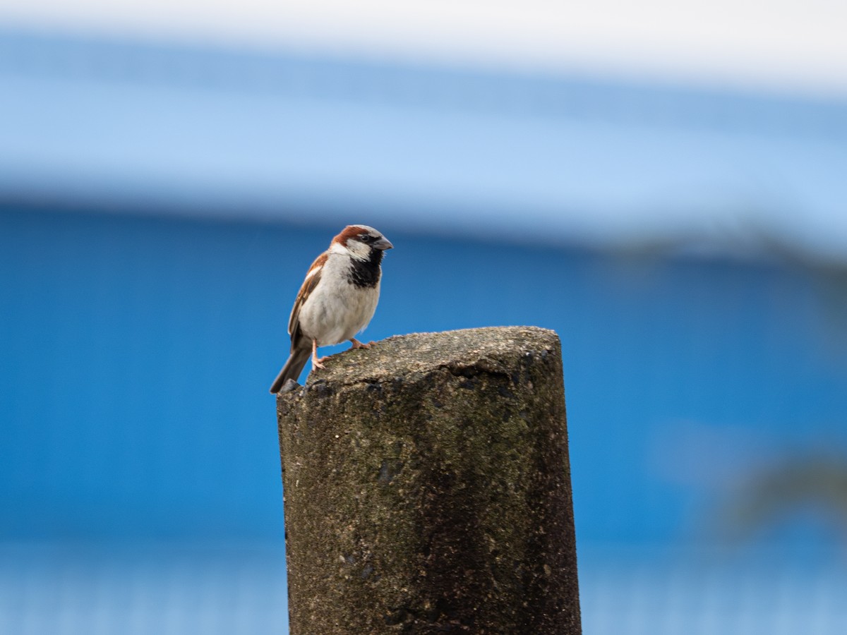 vrabec domácí - ML647841897