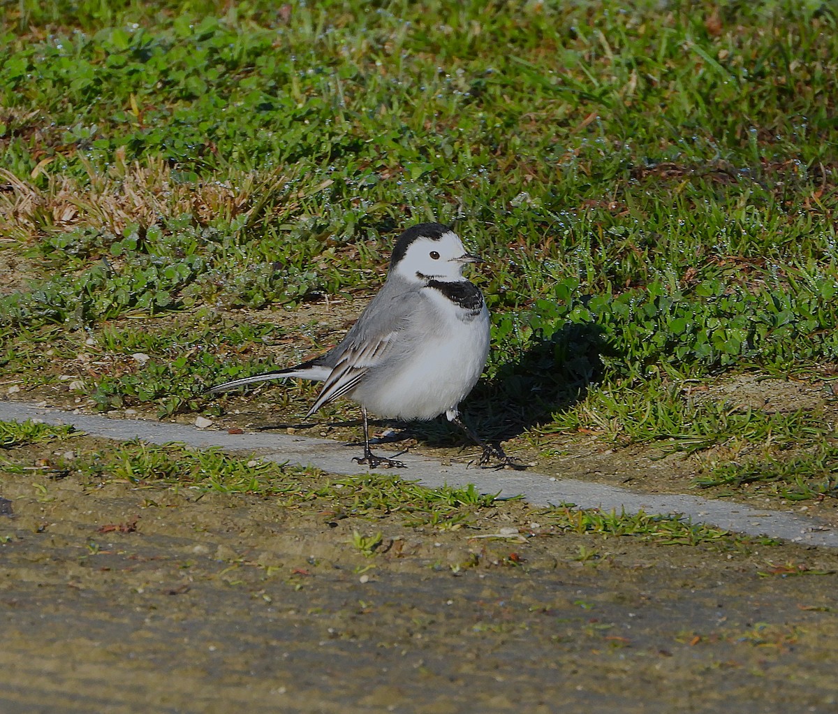 konipas bílý - ML647841907