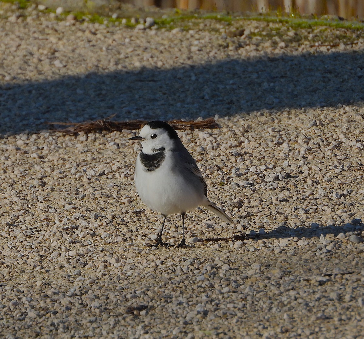 konipas bílý - ML647841908