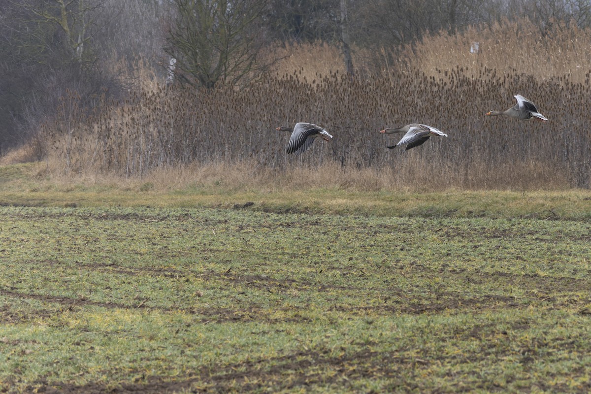 Graylag Goose - ML647841909