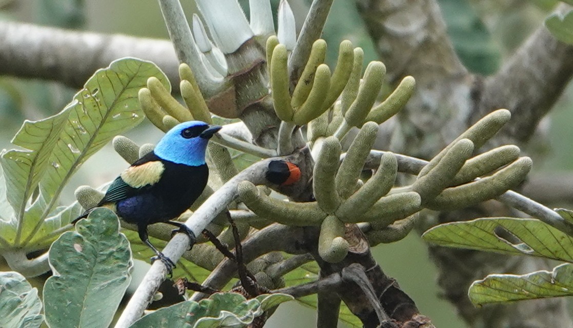Blue-necked Tanager - ML647841917