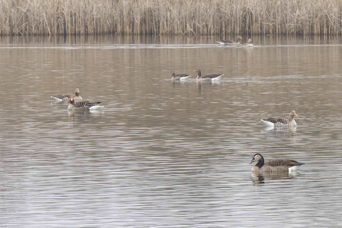 Graylag Goose - ML647841918
