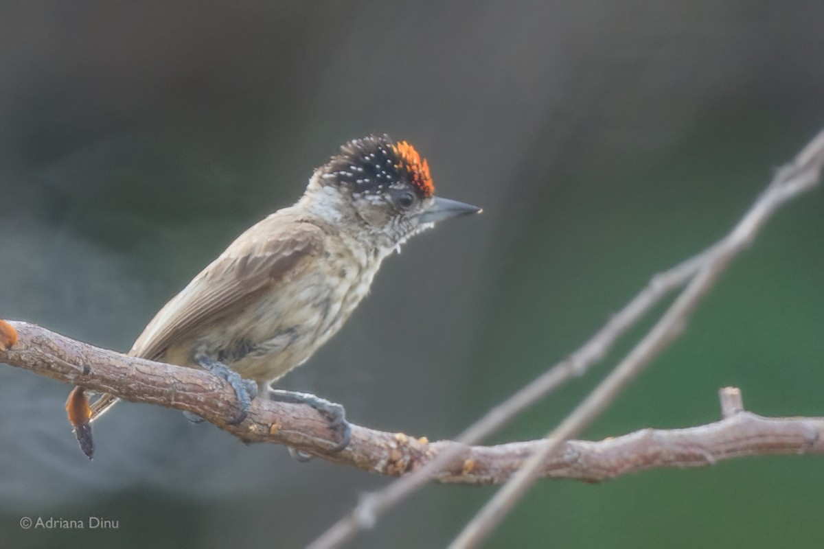 Picumne ocré - ML647841928