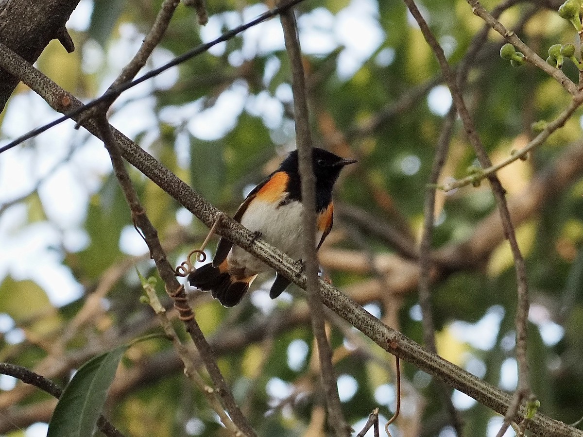 סבכון חכלילי - ML647841939