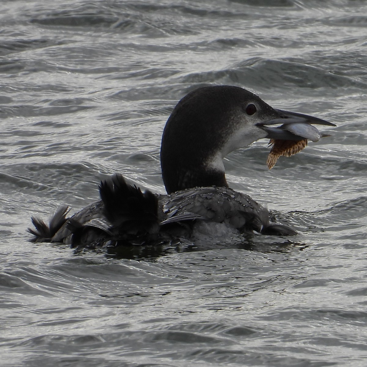 potáplice lední - ML647841943