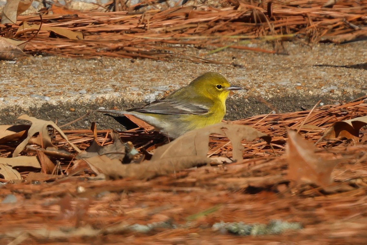 Pine Warbler - ML647841956