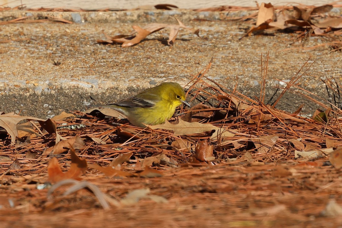 Pine Warbler - ML647841957