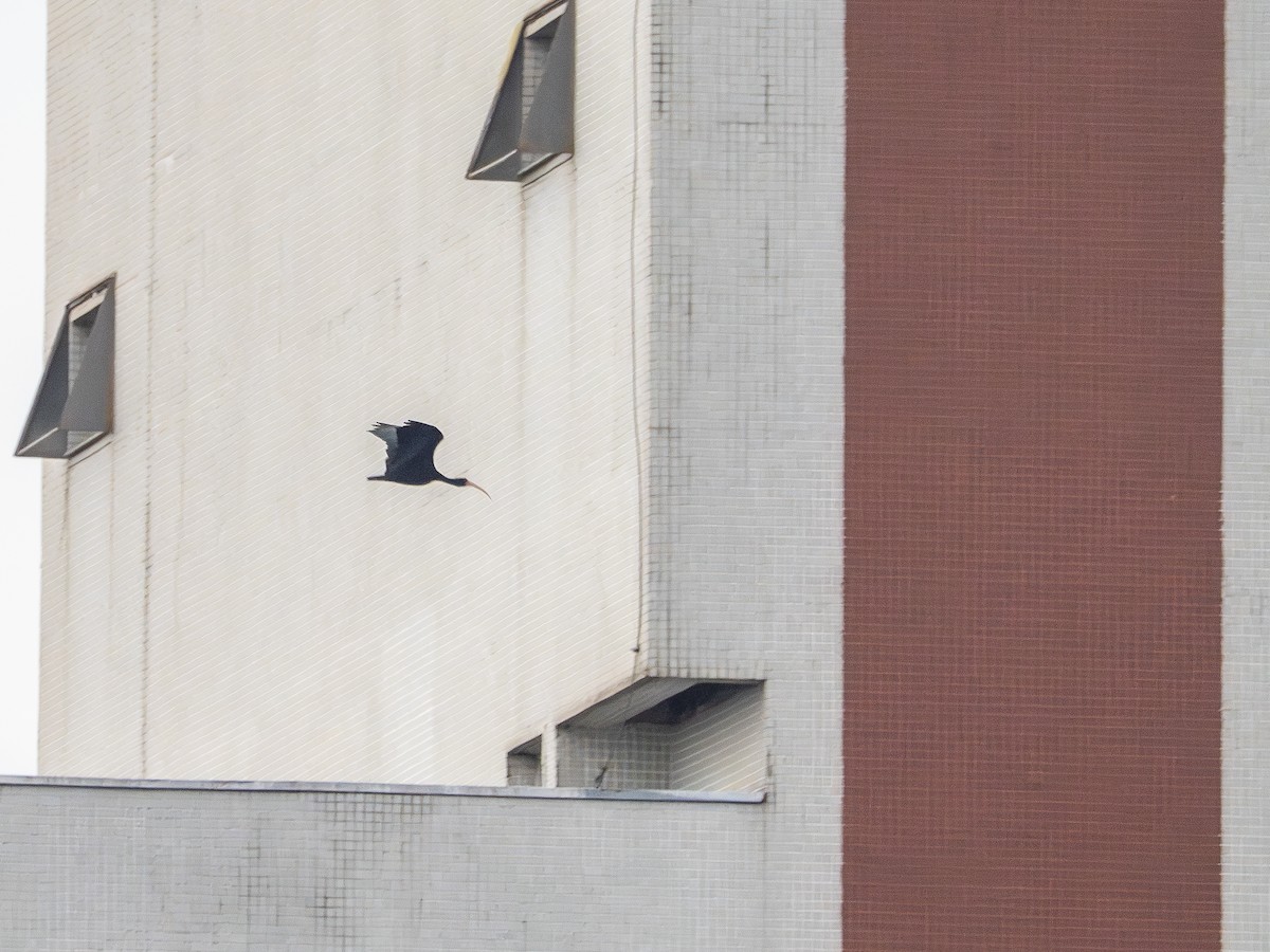 Ibis Afeitado - ML647841960