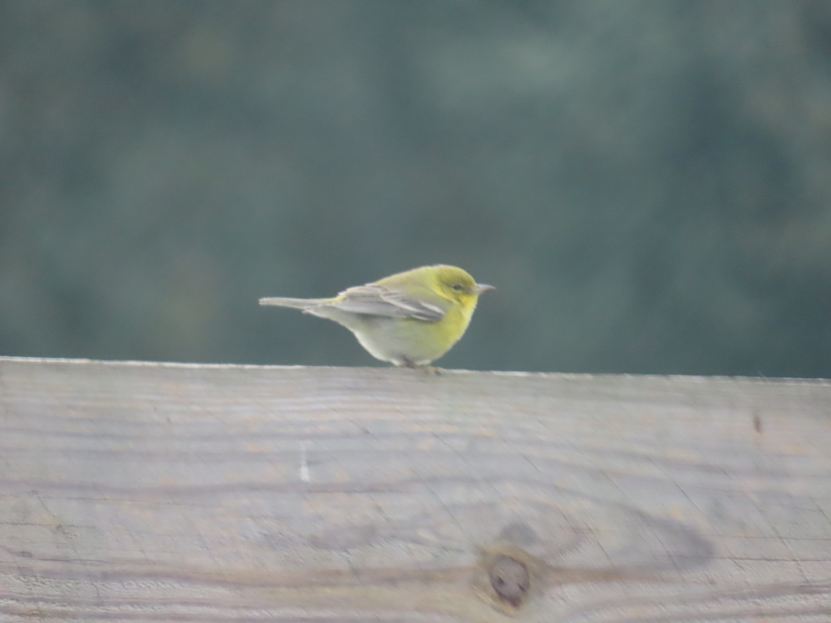 Pine Warbler - ML647842023