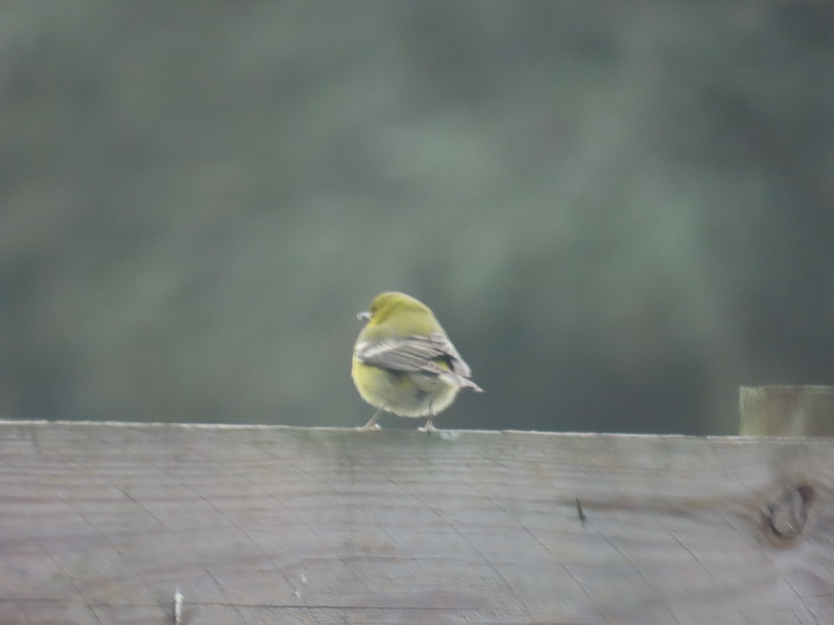 Pine Warbler - ML647842024