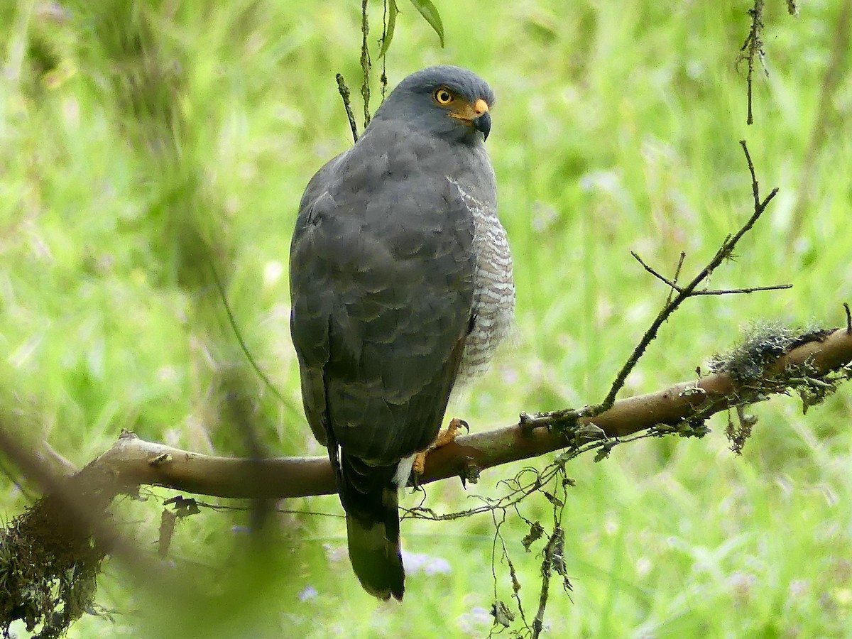 Roadside Hawk - ML647842027