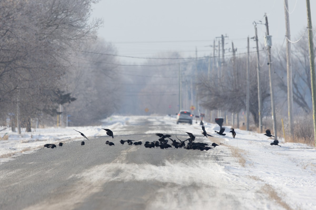 Corneille d'Amérique - ML647842034