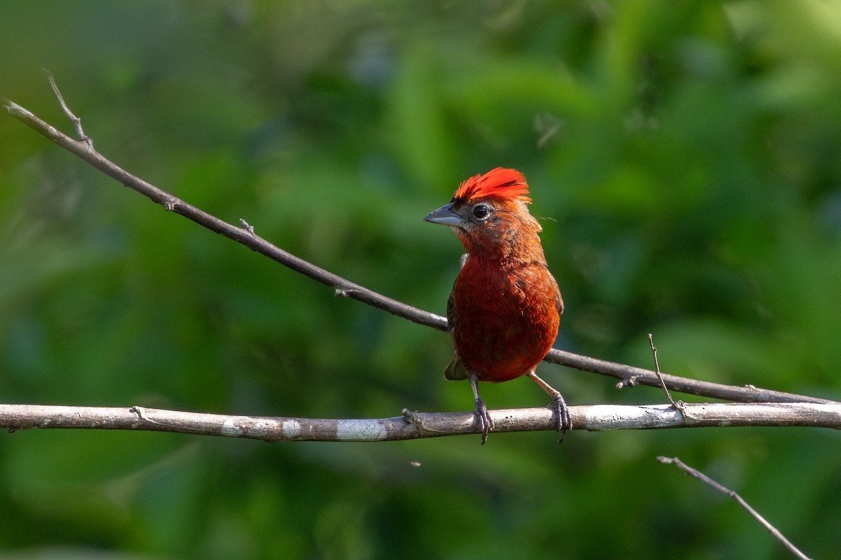 Araguira rougeâtre - ML647842037