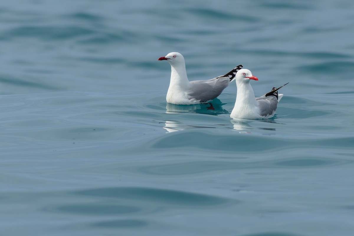 Mouette argentée - ML647842038