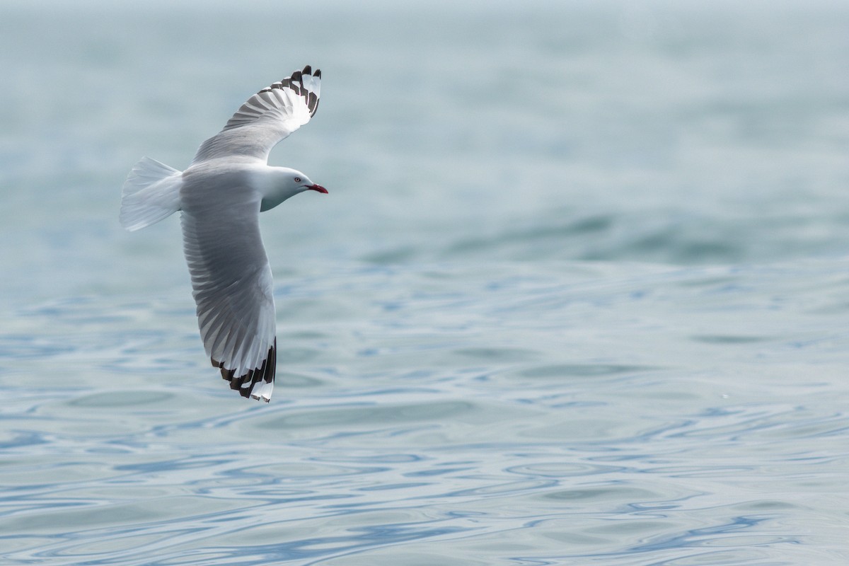 Mouette argentée - ML647842039