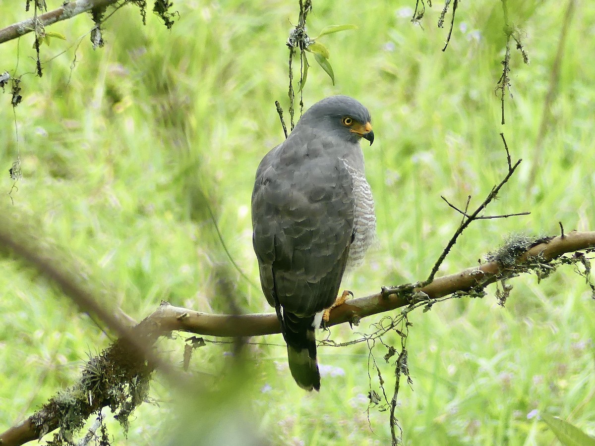 Buse à gros bec - ML647842041