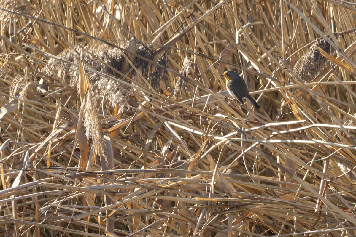 Rougegorge familier - ML647842042