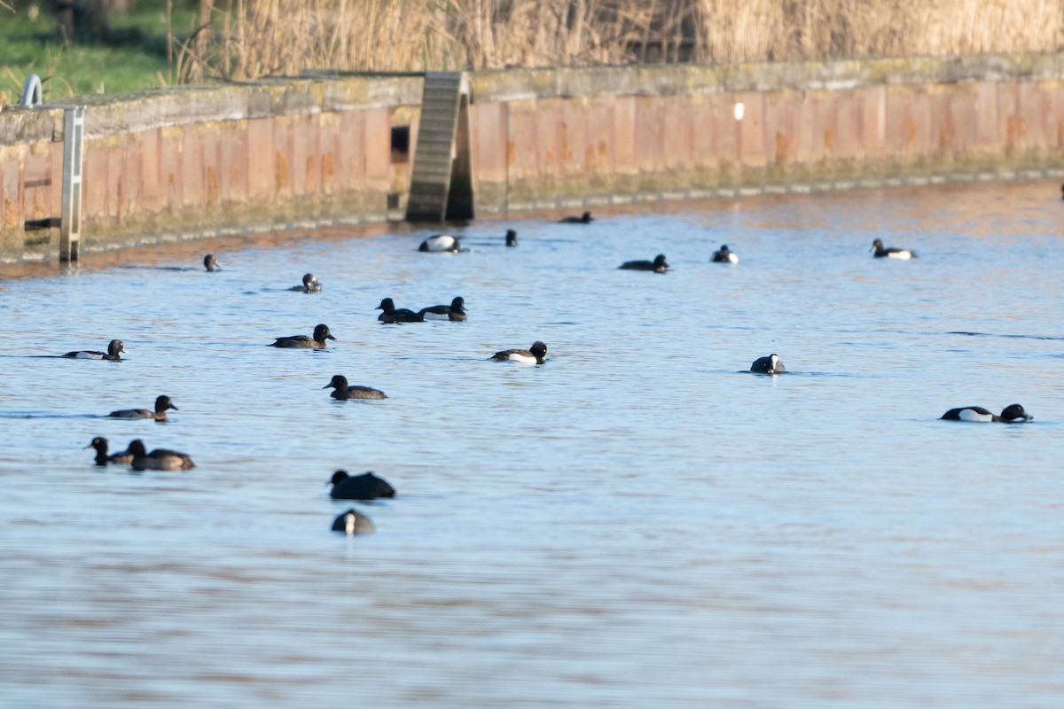 Fuligule morillon - ML647842043